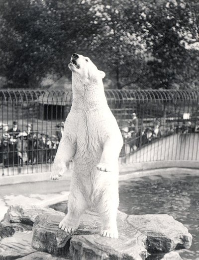 Sam the Polar Bear Begging for Food at ZSL London Zoo, 1912 by Frederick William Bond